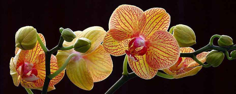 蝴蝶兰种植完需要立马浇水吗（蝴蝶兰每次浇水都要浇透吗）