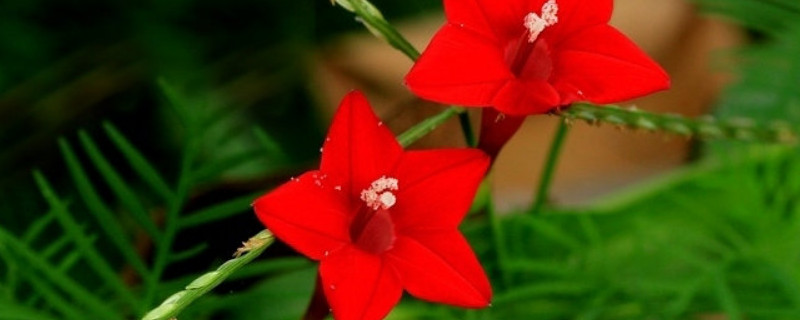 星星花是什么花 花是星星,花还是什么