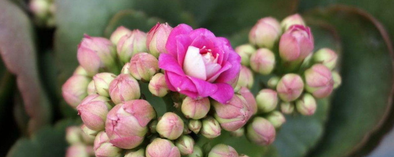 长寿花掉叶子怎么回事 长寿花老掉叶子是怎么回事