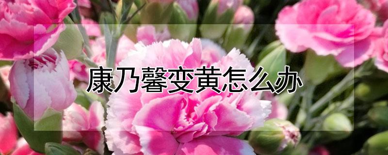 康乃馨变黄怎么办 康乃馨的花变黄怎么回事