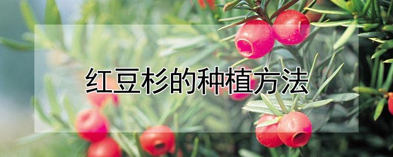 红豆杉的种植方法（红豆杉的种植方法才会发芽）