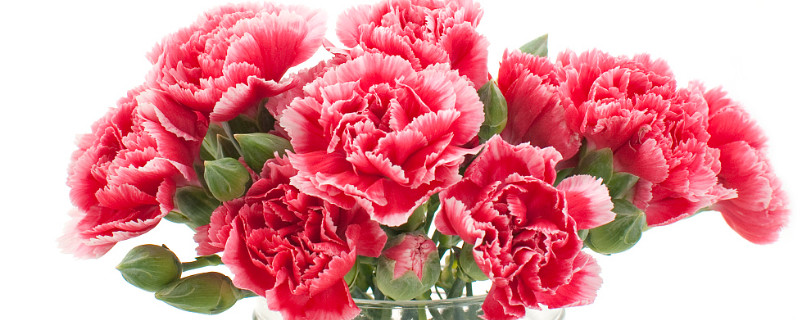 有香味的康乃馨是什么品种 康乃馨有几种品种