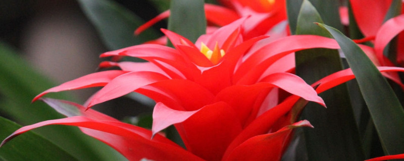 鸿运当头怎样养才能红（鸿运当头怎么养才能红）