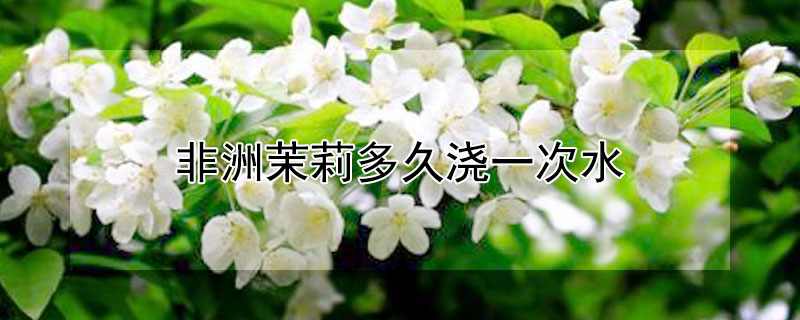 非洲茉莉多久浇一次水（非洲茉莉用什么水浇）