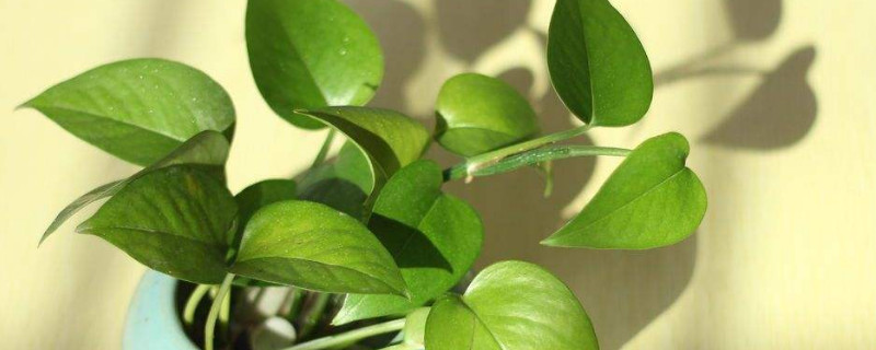 绿萝怎么养才能有藤蔓（绿萝怎么养才能有藤蔓视频）