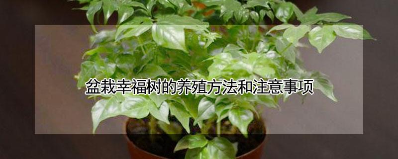 盆栽幸福树的养殖方法和注意事项(幸福树的养殖方法和注意事项)