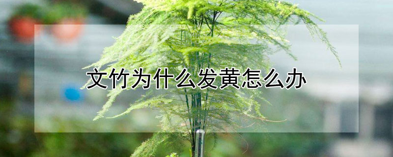 文竹为什么发黄怎么办 文竹叶子发黄怎么办