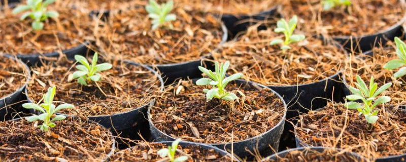 薰衣草幼苗什么时候移栽（薰衣草移植在什么时候）