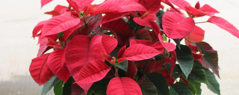 一品红叶子能不能喷水 一品红浇水可以浇叶子上吗