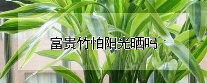 富贵竹怕阳光晒吗 富贵竹怕晒嘛