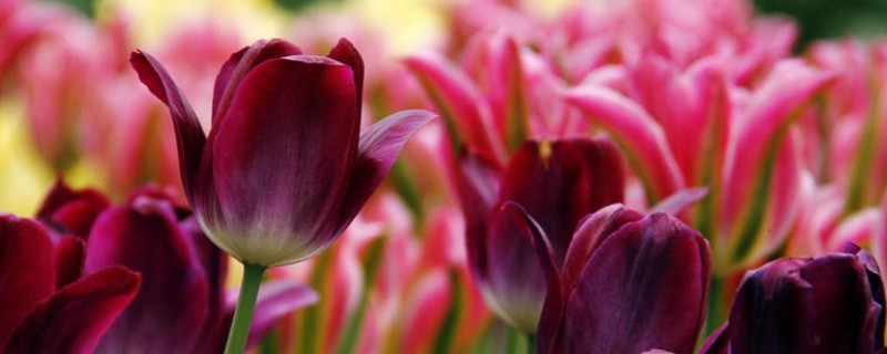 郁金香冬季如何越冬 郁金香可以越冬吗