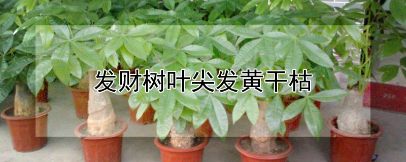 发财树叶尖发黄干枯 发财树叶尖发黄干枯怎么回事