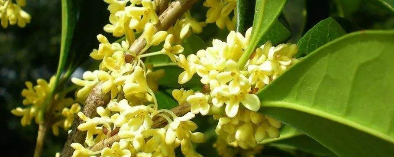 什么树可以嫁接桂花（什么树可以嫁接桂花树(方法和时间）