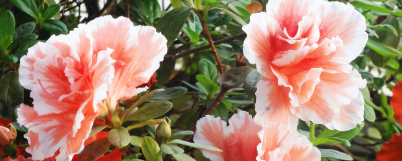 杜鹃花中秋节后能晒太阳了吧 杜鹃花秋天可以晒太阳吗