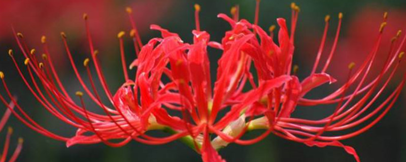 彼岸花秋天开花后怎么办(彼岸花秋天长叶子是怎么回事)