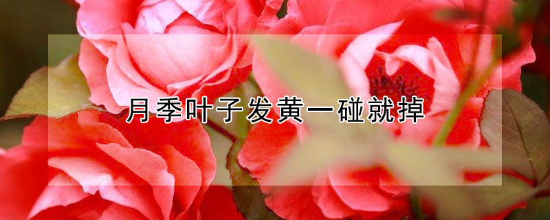 月季叶子发黄一碰就掉（月季叶子发黄一碰就掉怎样消毒）