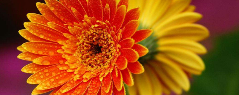 盆栽非洲菊的养殖方法（盆栽非洲菊的养殖方法和注意事项）