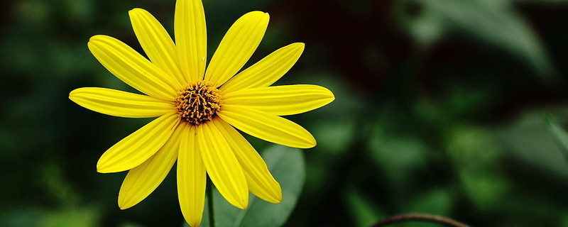 菊花的种类 菊花的种类和功效与作用