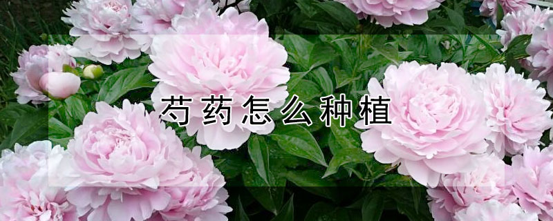 芍药怎么种植(五月份芍药怎么种植)