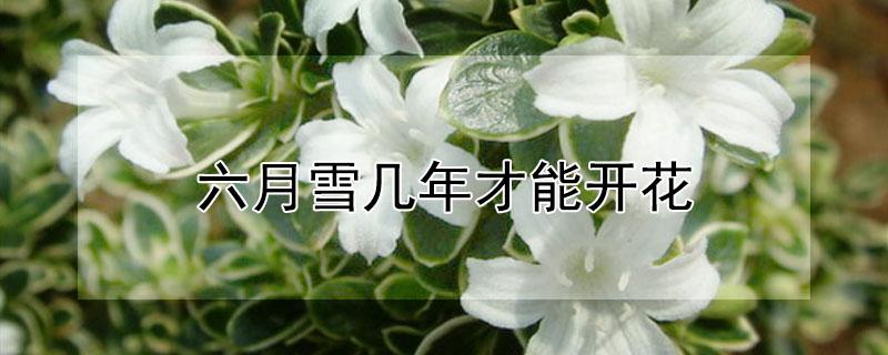 六月雪几年才能开花（六月雪会开花吗?什么季节开花）