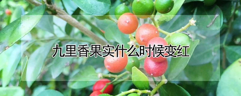 九里香果实什么时候变红（九里香果子啥时候红）