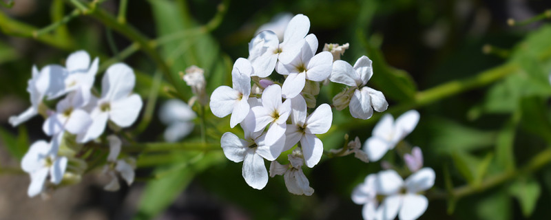 白色紫罗兰怎么养 鲜花紫罗兰怎么养