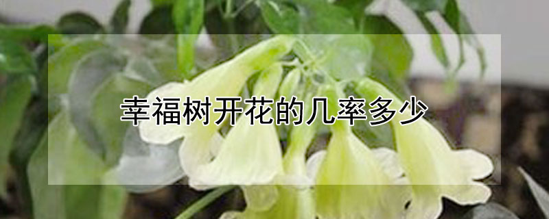 幸福树开花的几率多少 幸福树开花的几率多少开