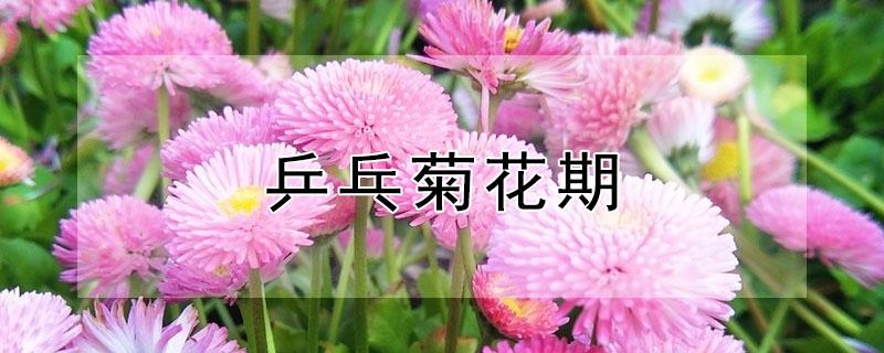 乒乓菊花期（乒乓菊花期养护）