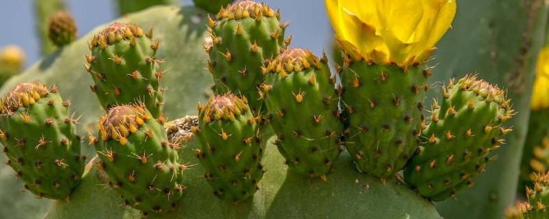 仙人掌是植物吗 仙人掌是植物吗有叶子吗