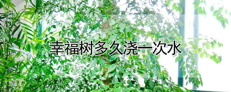 幸福树多久浇一次水 幸福树多久浇一次水浇多少合适