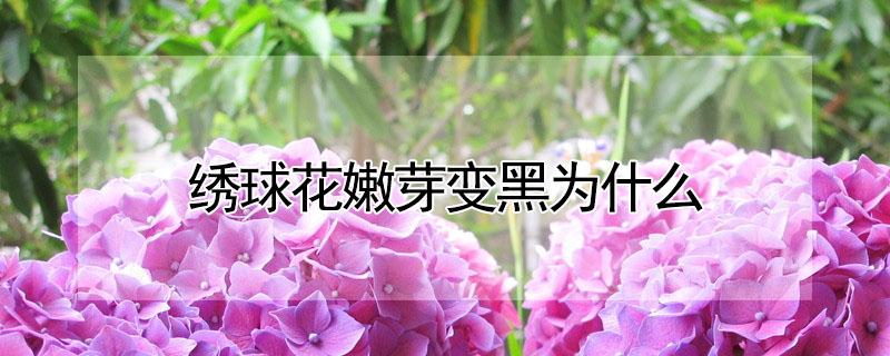 绣球花嫩芽变黑为什么 绣球嫩芽发黑