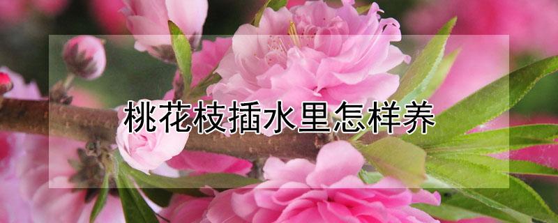 桃花枝插水里怎样养（桃花枝怎么水养）