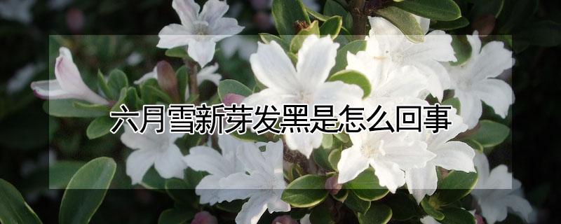 六月雪新芽发黑是怎么回事 六月雪的新芽变黑