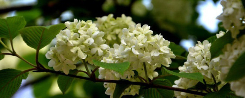 怎么让桂花树快速发芽 如何让桂花树快速生长