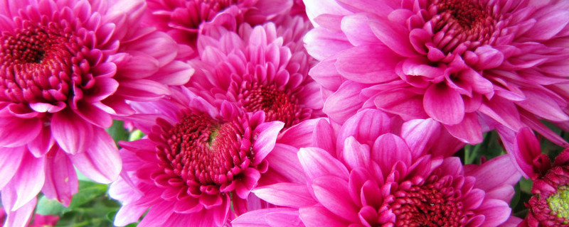 菊花水养怎么保鲜（泡水的菊花怎么储存）