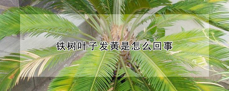 铁树叶子发黄是怎么回事（铁树叶子发黄是怎么回事怎样改良土壤）