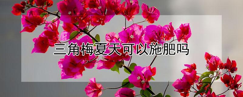 三角梅夏天可以施肥吗(三角梅夏天用什么肥料)