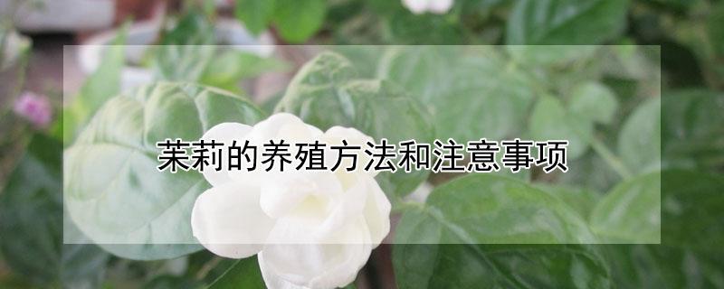 苿莉的养殖方法和注意事项（苿莉怎么养）