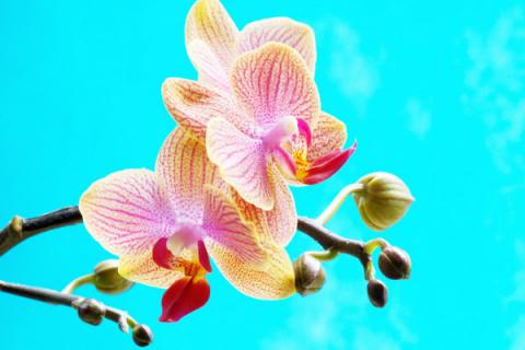 蝴蝶兰秋季如何养