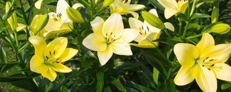 百合花苞变黄是怎么了 百合花苞发黄怎么回事