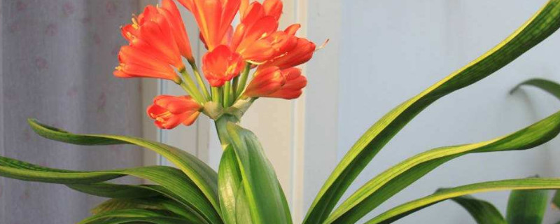 君子兰夏天几天浇一次水 君子兰夏天几天浇一次水合适