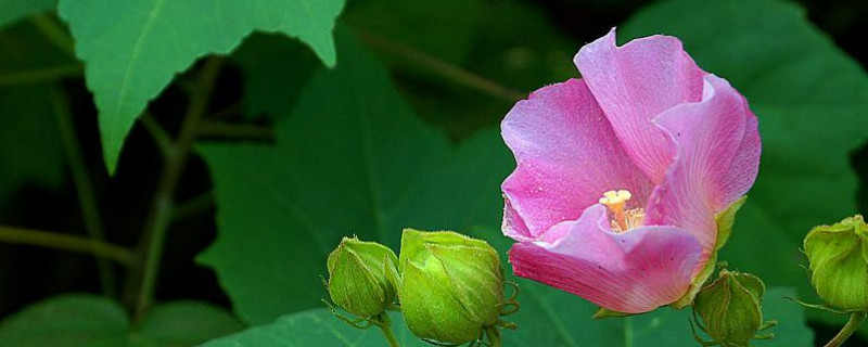 芙蓉花冻了还能活吗（芙蓉花冻了怎么办）