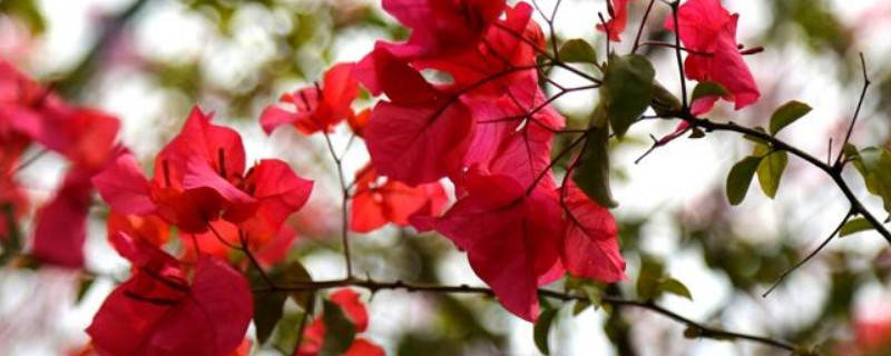 三角梅用什么土（三角梅用什么土栽培最好）