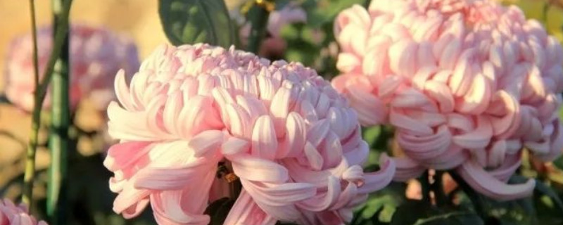 水养菊花能养多长时间（养菊花要多少水）