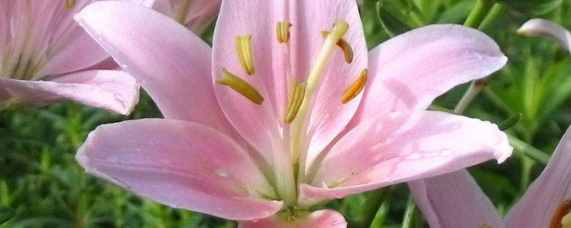 百合香有毒吗（百合香味有没有毒）