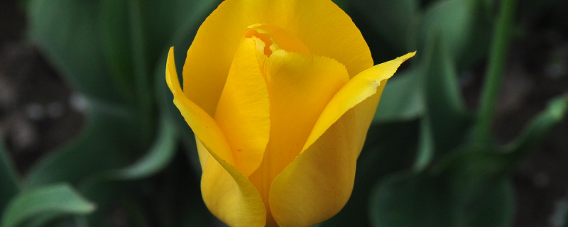 郁金香能不能一直放土里（种完郁金香的土还能用吗）