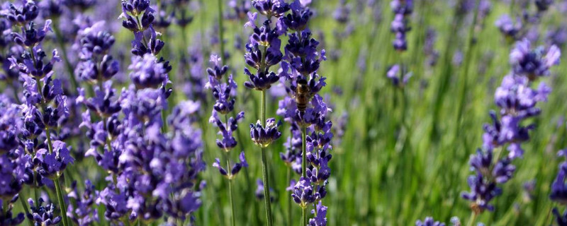 薰衣草在北方能种吗（薰衣草南方可以种吗）