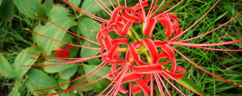 彼岸花能不能在卧室养 彼岸花可以在卧室养么