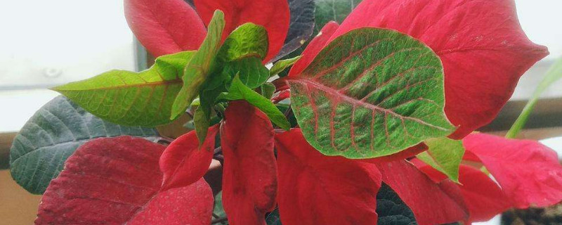 一品红可以扦插吗（一品红花能扦插吗）