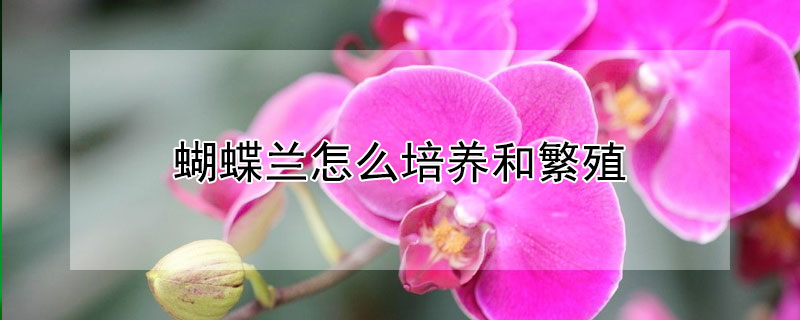 蝴蝶兰怎么培养和繁殖 蝴蝶兰怎么培育繁殖